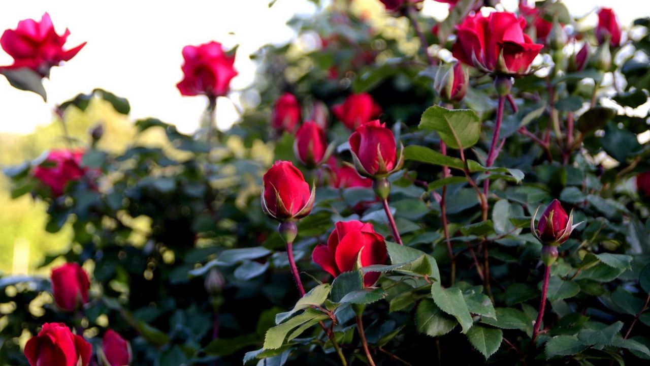 Wallpaper roses, flowers, buds, bush, garden greens