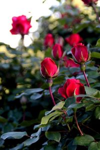 Preview wallpaper roses, flowers, buds, bush, garden greens