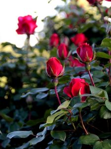 Preview wallpaper roses, flowers, buds, bush, garden greens