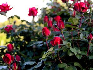 Preview wallpaper roses, flowers, buds, bush, garden greens