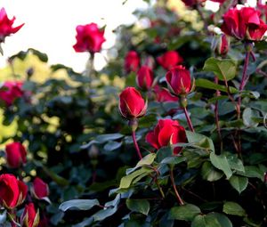 Preview wallpaper roses, flowers, buds, bush, garden greens