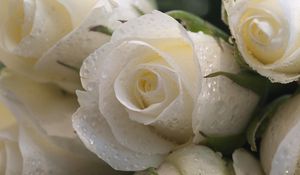 Preview wallpaper roses, flowers, buds, drop, freshness