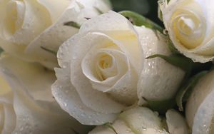 Preview wallpaper roses, flowers, buds, drop, freshness