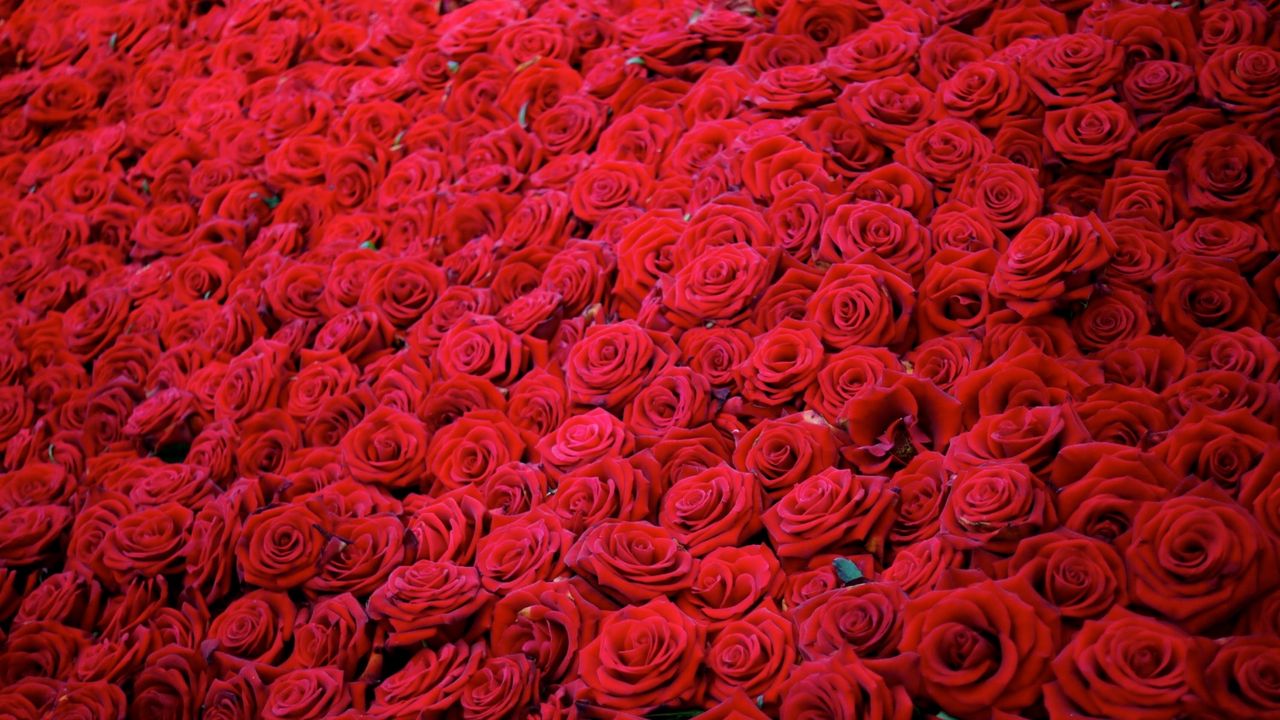 Wallpaper roses, flowers, buds, red, many