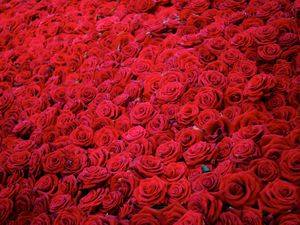 Preview wallpaper roses, flowers, buds, red, many