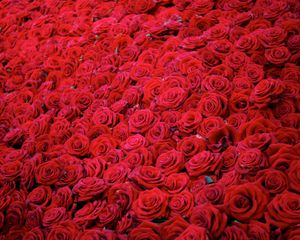 Preview wallpaper roses, flowers, buds, red, many