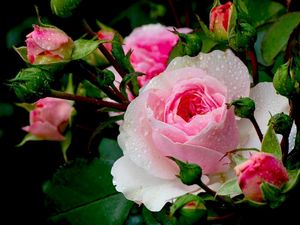 Preview wallpaper roses, flowers, buds, close-up, drop, freshness