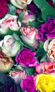 Preview wallpaper roses, flowers, buds, colorful, lot