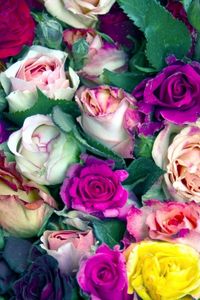 Preview wallpaper roses, flowers, buds, colorful, lot