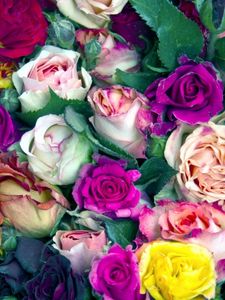 Preview wallpaper roses, flowers, buds, colorful, lot