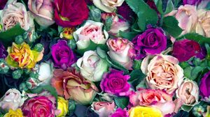 Preview wallpaper roses, flowers, buds, colorful, lot