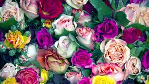 Preview wallpaper roses, flowers, buds, colorful, lot