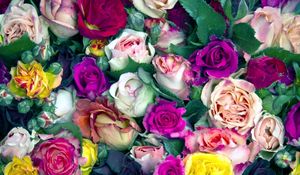 Preview wallpaper roses, flowers, buds, colorful, lot