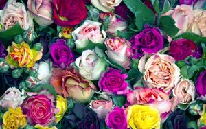 Preview wallpaper roses, flowers, buds, colorful, lot