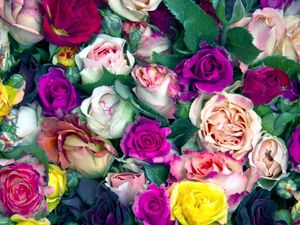 Preview wallpaper roses, flowers, buds, colorful, lot