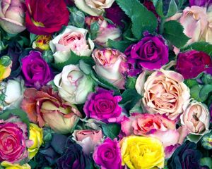 Preview wallpaper roses, flowers, buds, colorful, lot