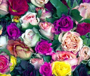 Preview wallpaper roses, flowers, buds, colorful, lot