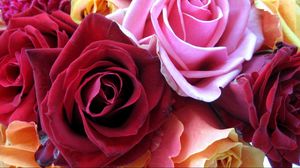 Preview wallpaper roses, flowers, buds, colorful, close-up