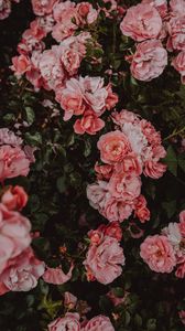 Preview wallpaper roses, flowers, bush, flowering