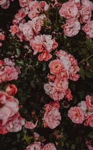 Preview wallpaper roses, flowers, bush, flowering