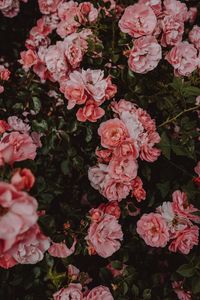 Preview wallpaper roses, flowers, bush, flowering