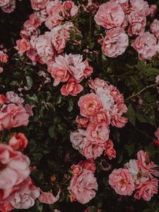 Preview wallpaper roses, flowers, bush, flowering