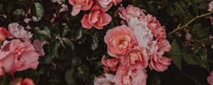 Preview wallpaper roses, flowers, bush, flowering