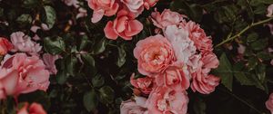 Preview wallpaper roses, flowers, bush, flowering