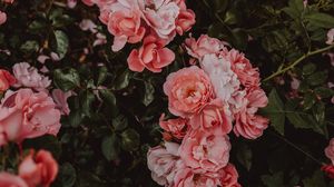 Preview wallpaper roses, flowers, bush, flowering