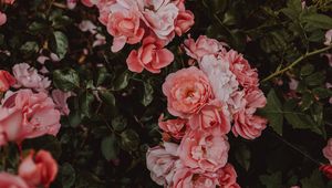 Preview wallpaper roses, flowers, bush, flowering