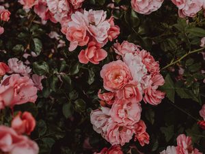 Preview wallpaper roses, flowers, bush, flowering