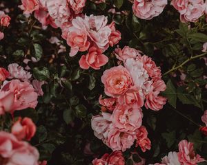 Preview wallpaper roses, flowers, bush, flowering