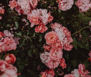 Preview wallpaper roses, flowers, bush, flowering