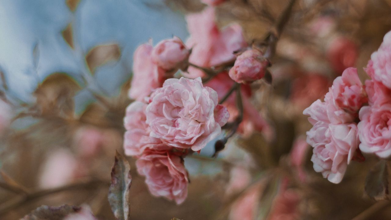 Wallpaper roses, flowers, bush, bloom, tender