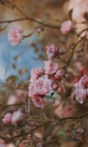 Preview wallpaper roses, flowers, bush, bloom, tender