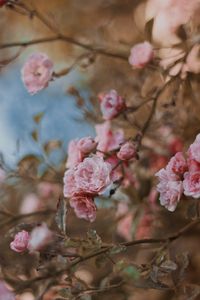 Preview wallpaper roses, flowers, bush, bloom, tender