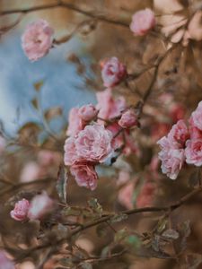 Preview wallpaper roses, flowers, bush, bloom, tender