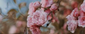 Preview wallpaper roses, flowers, bush, bloom, tender