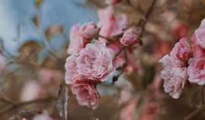 Preview wallpaper roses, flowers, bush, bloom, tender