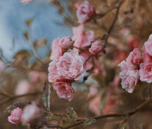 Preview wallpaper roses, flowers, bush, bloom, tender
