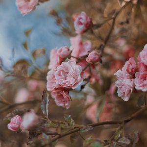 Preview wallpaper roses, flowers, bush, bloom, tender