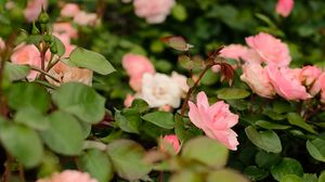 Preview wallpaper roses, flowers, bush, leaves