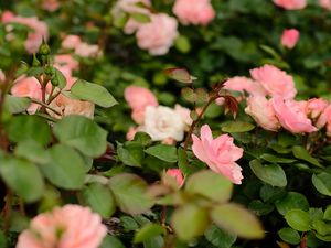 Preview wallpaper roses, flowers, bush, leaves