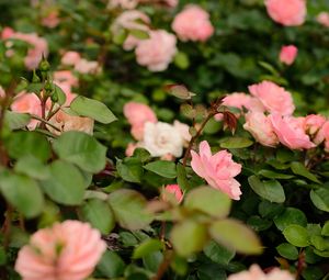 Preview wallpaper roses, flowers, bush, leaves