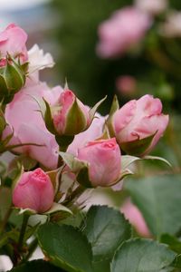 Preview wallpaper roses, flowers, bush, plant, bloom, pink