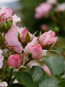 Preview wallpaper roses, flowers, bush, plant, bloom, pink