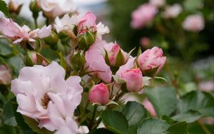 Preview wallpaper roses, flowers, bush, plant, bloom, pink