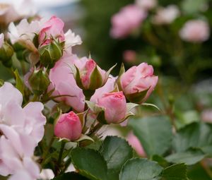 Preview wallpaper roses, flowers, bush, plant, bloom, pink