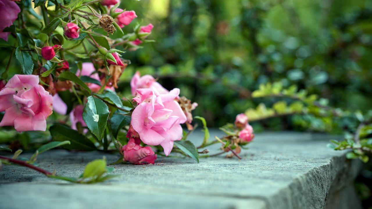 Wallpaper roses, flowers, bushes, concrete