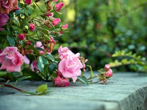 Preview wallpaper roses, flowers, bushes, concrete